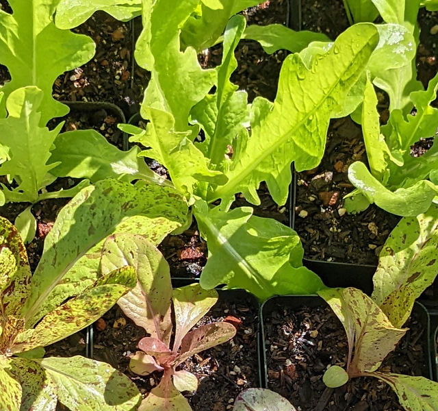 Free Plants and Seeds for Schools