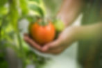 female-hand-holding-tomato-organic-farm.jpg