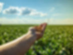 hand-holding-soybeans-with-platation-sky-horizon-details-macro.jpg
