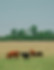 panoramic-view-black-white-cow-green-grass-cows-countryside-outdoors-landscape-with-herd-c