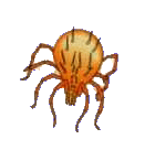 phytoseiulus.gif