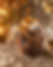 Speculoos