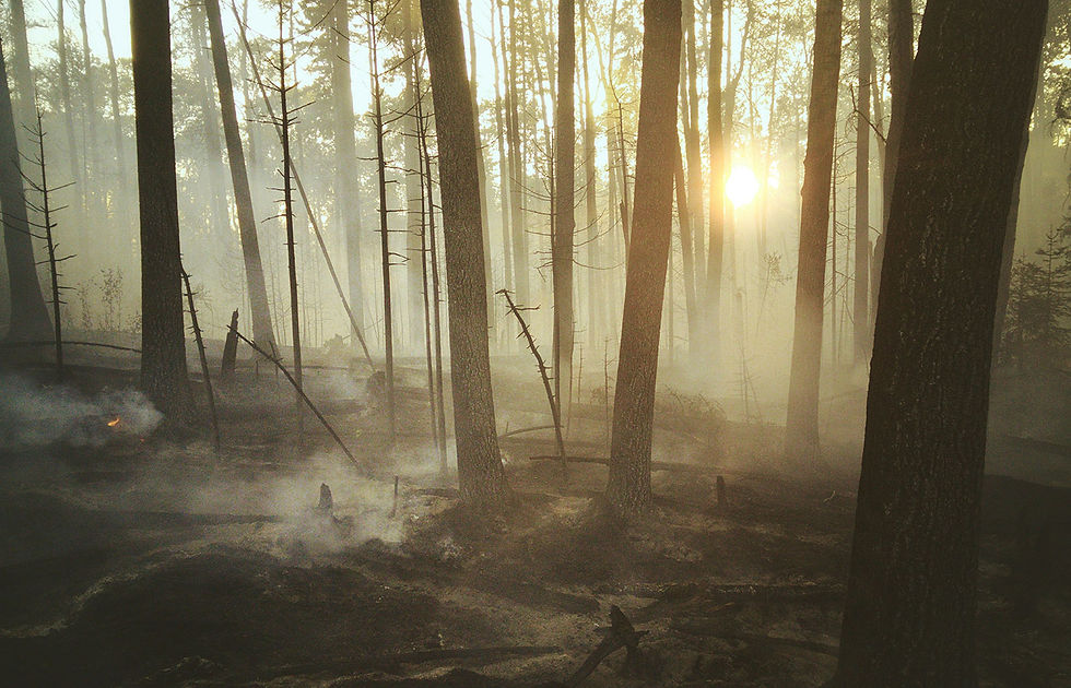 forest with fire damage