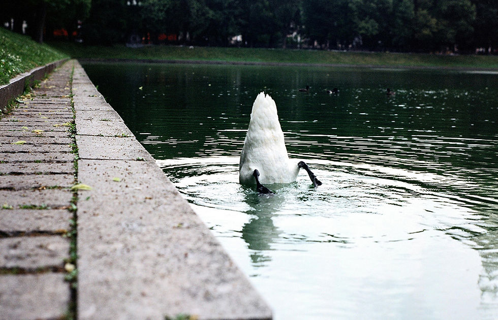 duck bottom sticking out of water