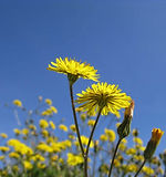 Yellow flowers