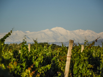 23 bodegas de 14 provincias podrán certificar sus prácticas de sostenibilidad