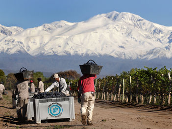 La industria vitivinícola argentina celebra el Día del Vino Argentino