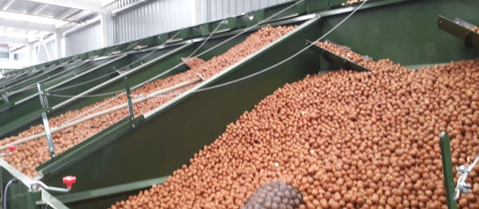 El Grupo Metropol invirtió U$S 2.1 millones en una nueva planta de secado de nueces para exportación