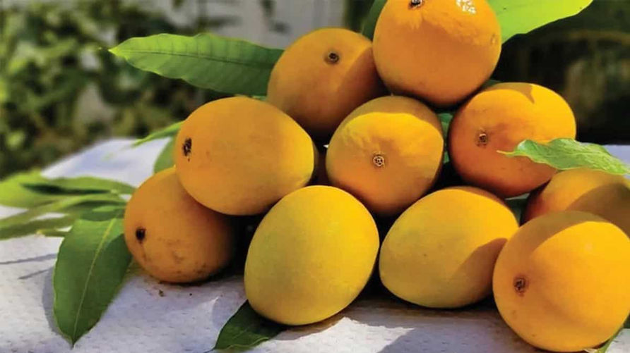Premium GI-tagged Devgad Alphonso Mangoes with golden-yellow color