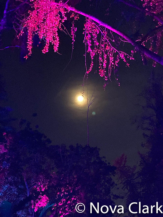Moon Light