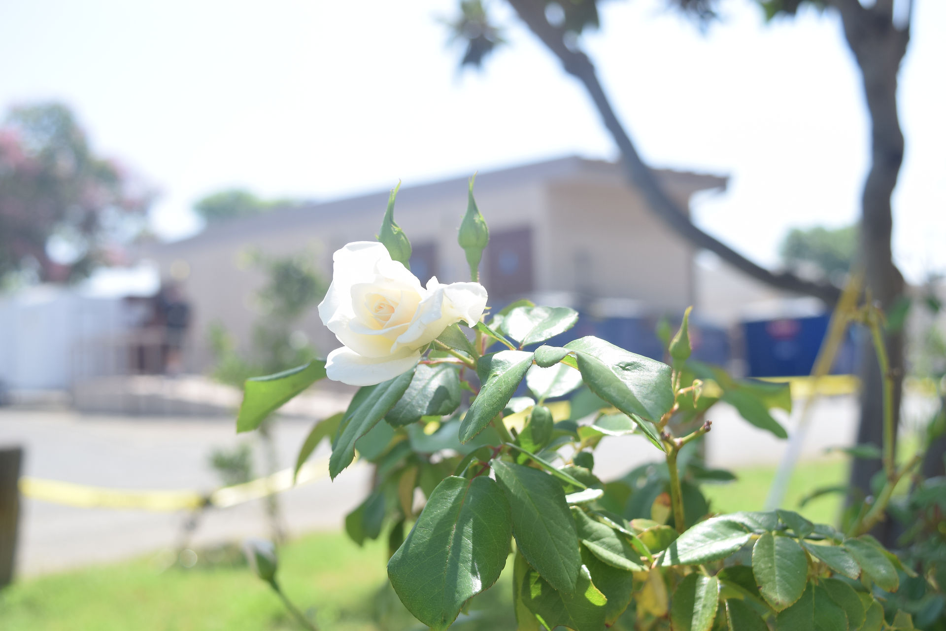 White Flower