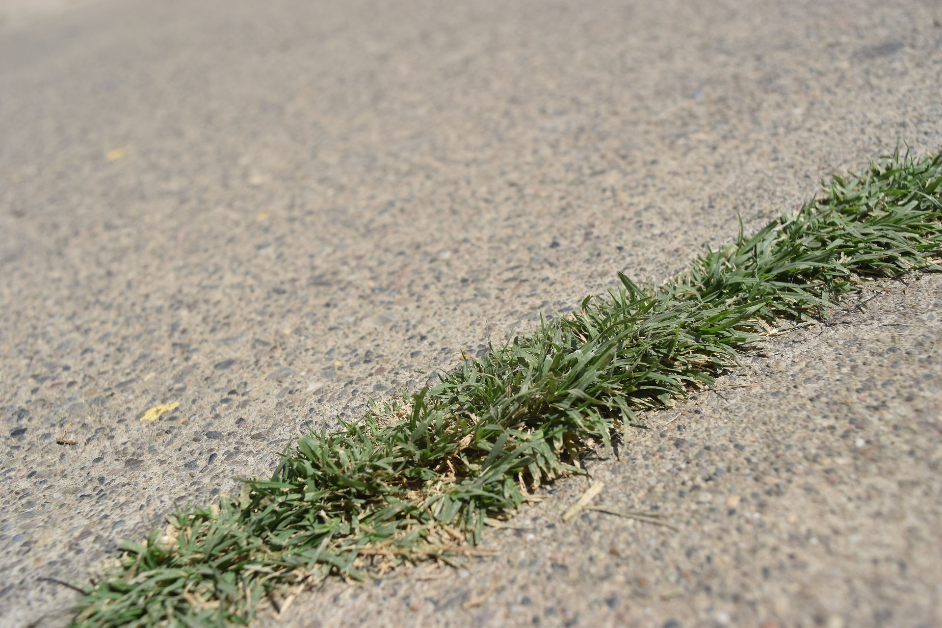Grass In Sidewalk