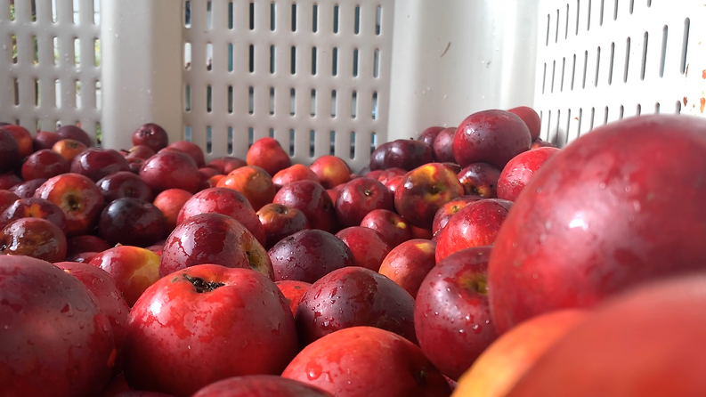 Flyover-Cider_Web-Background-1.png