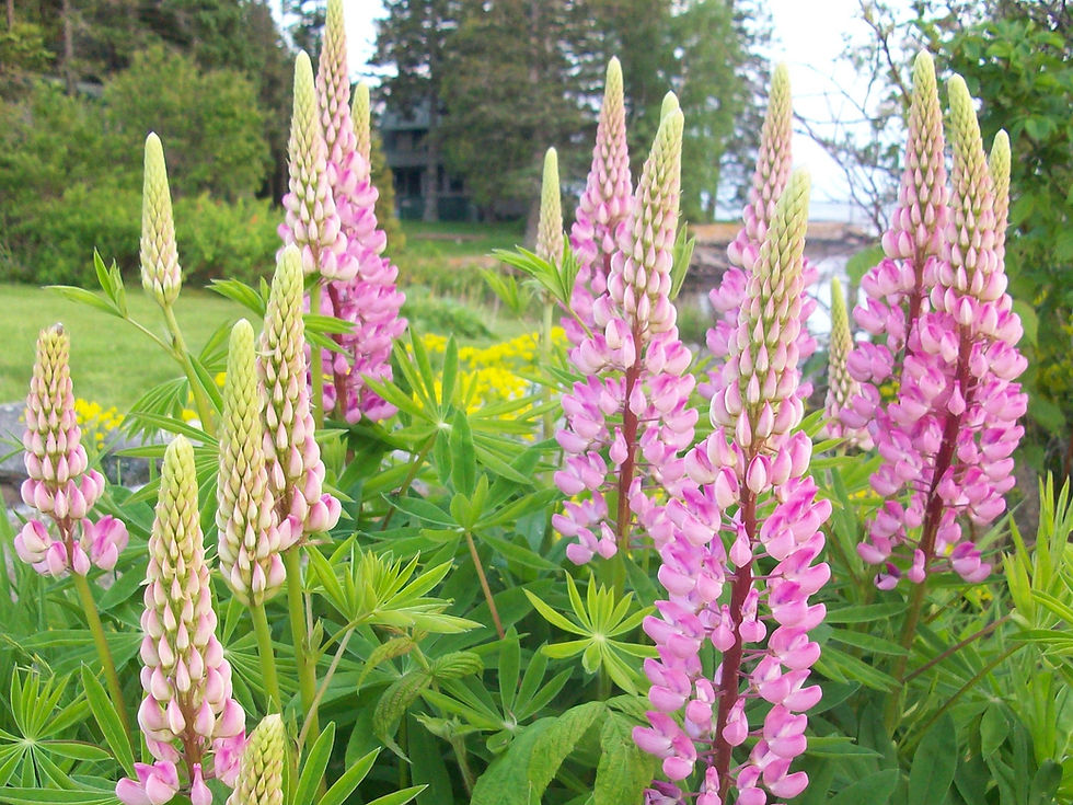 Lupines by Amelia Roche