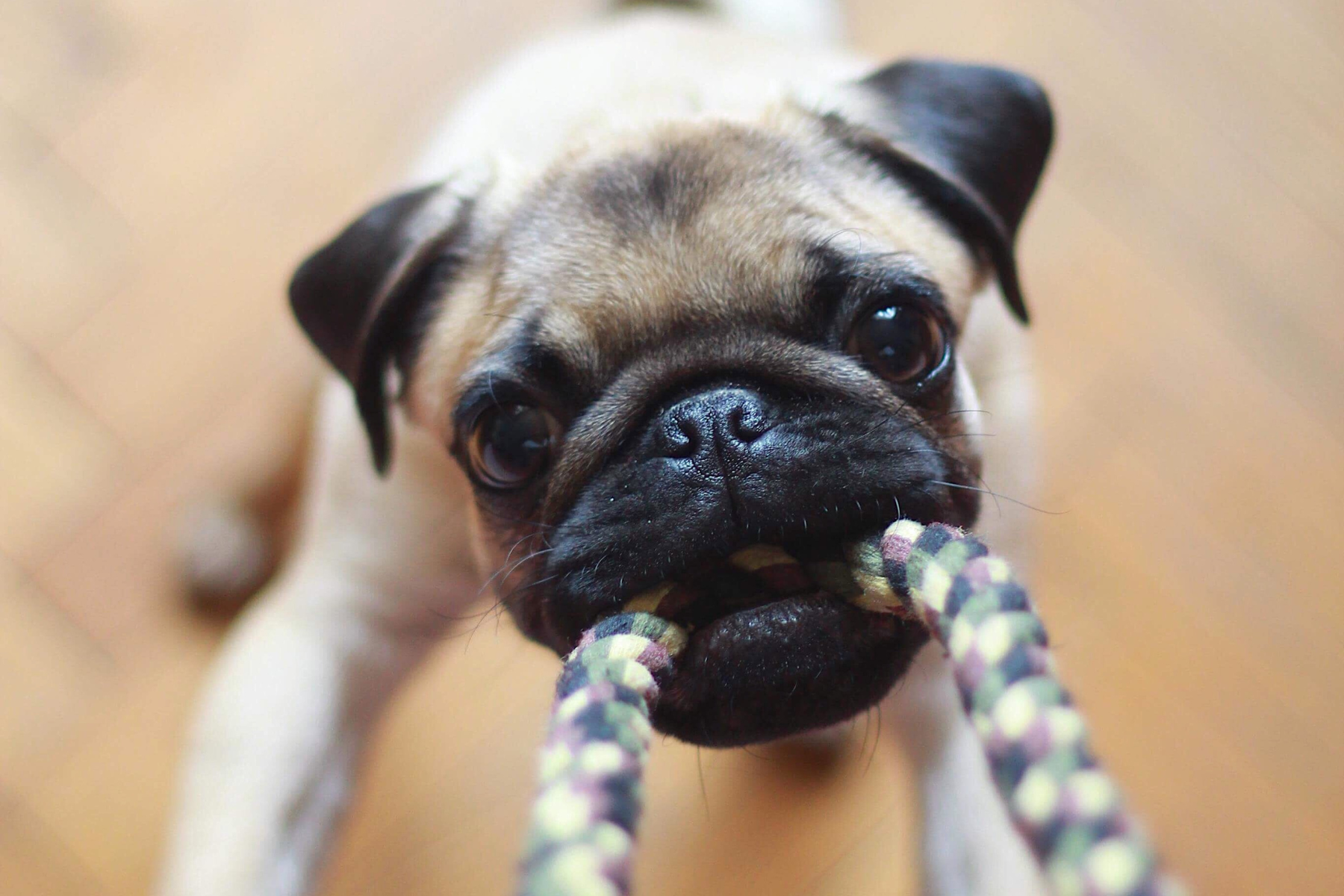 AKC S.T.A.R. Puppy Program NON-MEMBER PRICING