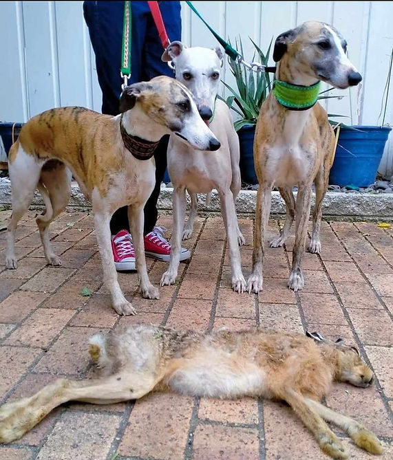 Roxhunter Kennels -