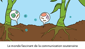 le monde fascinant de la communication souterraine-titre site web.png