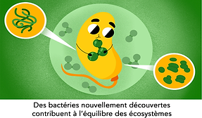 Des bactéries nouvellement découvertes-titre site web.png