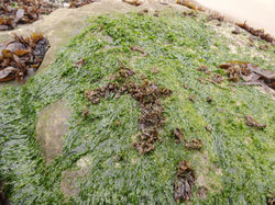 Fotografía: Jorge Lagos