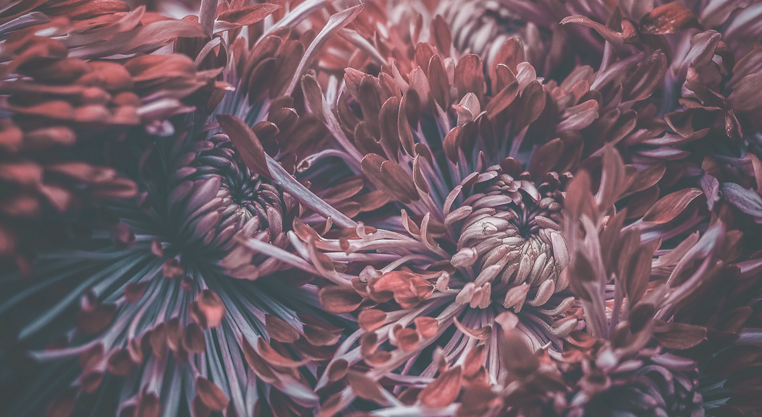 Flowers_edited.png
