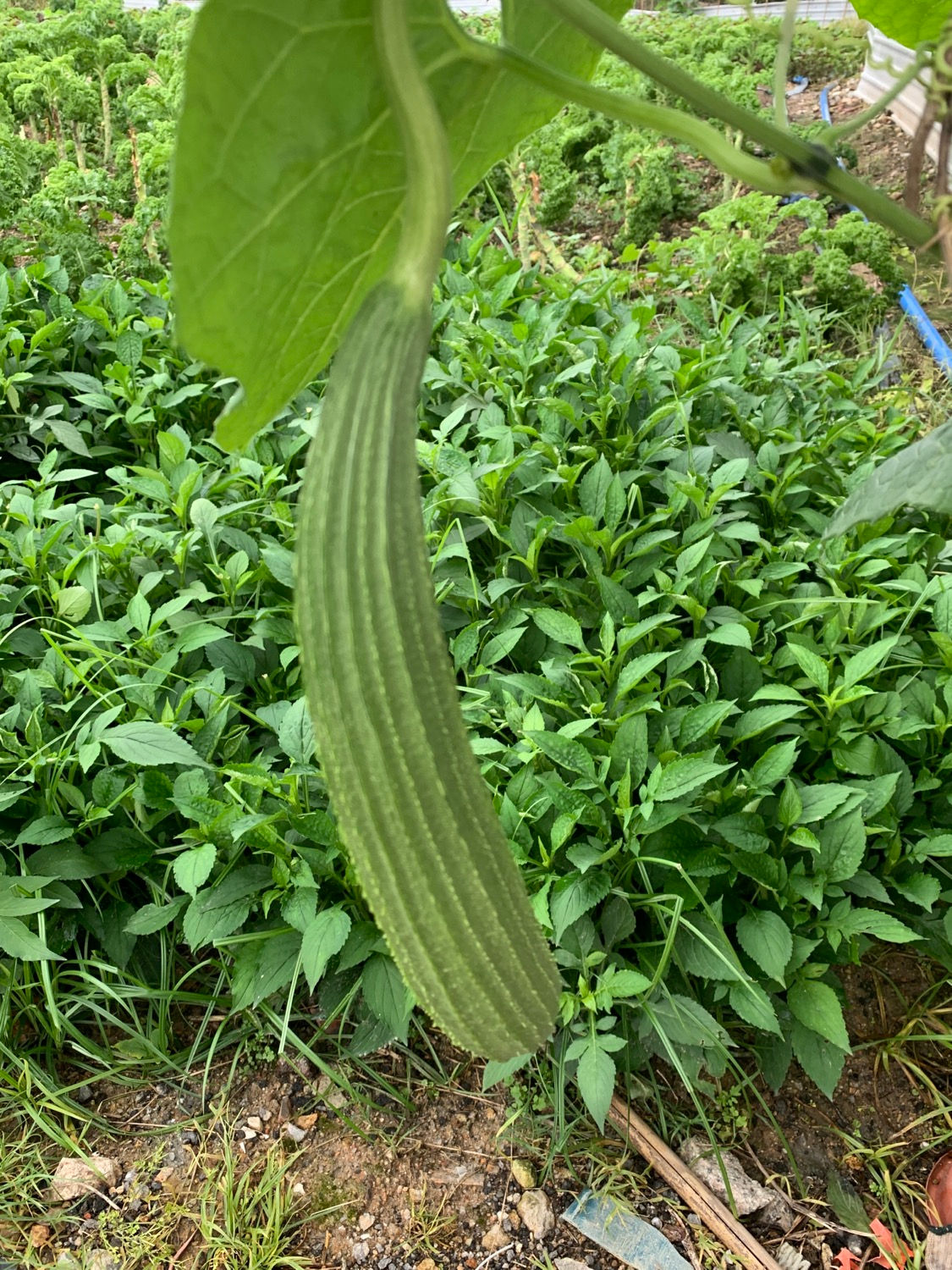 本地新鮮即割玉絲瓜(斤)
