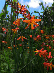 flower-gbd296073f_1920_crocosmia.jpg