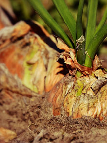 onion-g28587eac5_1280_onion_in_soil.jpg