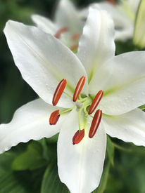 macro-g747757944_1920_WHITE_LILY_by_sherlockescaperoom.jpg