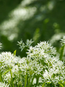 allium-ursinum-6261082_1280_white.jpg