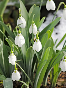 snowdrop-g5e8dfc67f_1920_in_snow.jpg