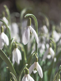 snowdrops-g79b6a5a77_1920_by_Birgit.jpg