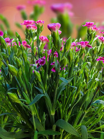 carnation-6361904_1280-dianthus.jpg