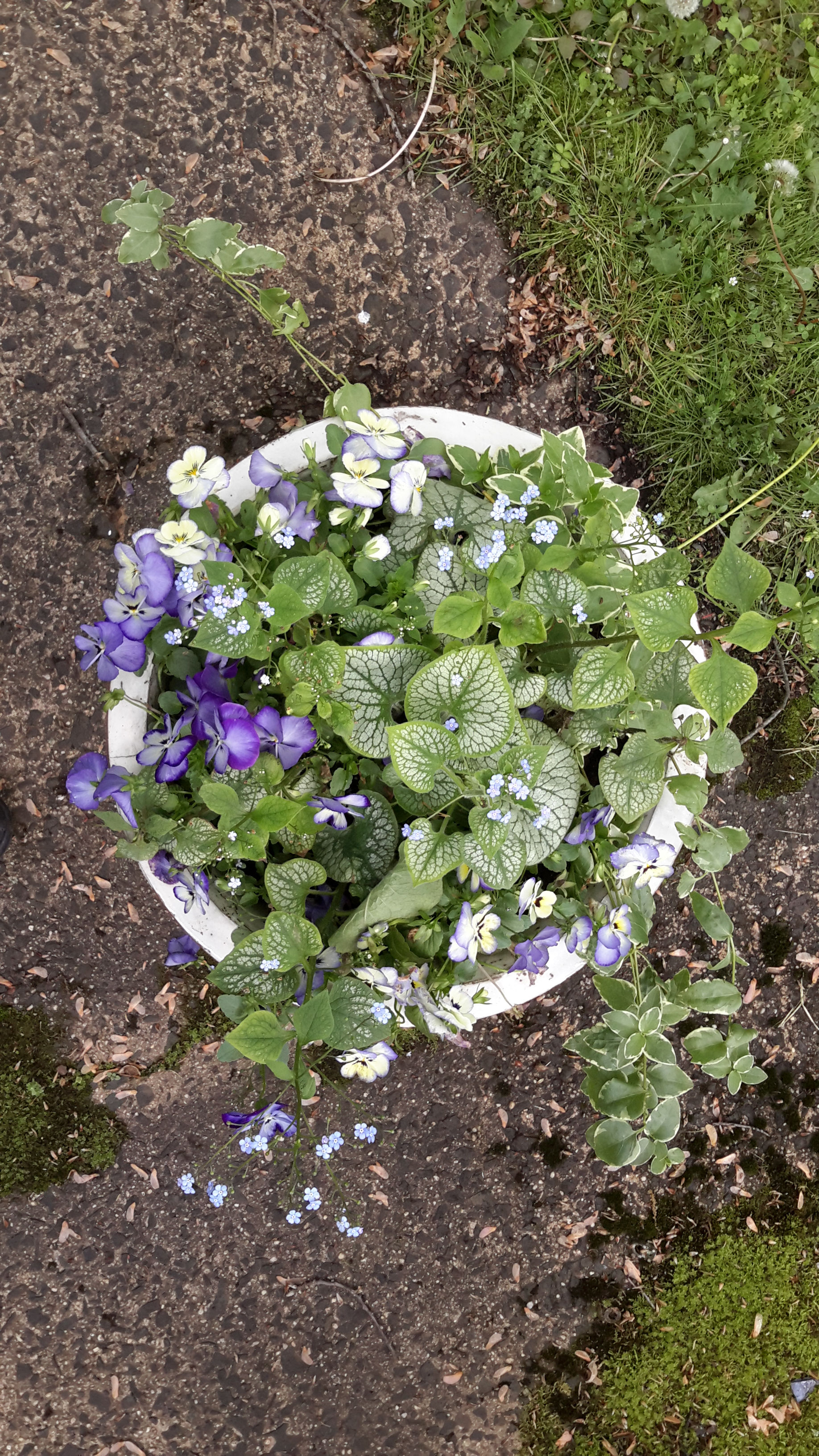Cool Tones Perennial Planter