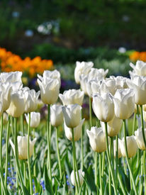 tulips-g83439f107_1920_WHITE_by_Ralph.jpg