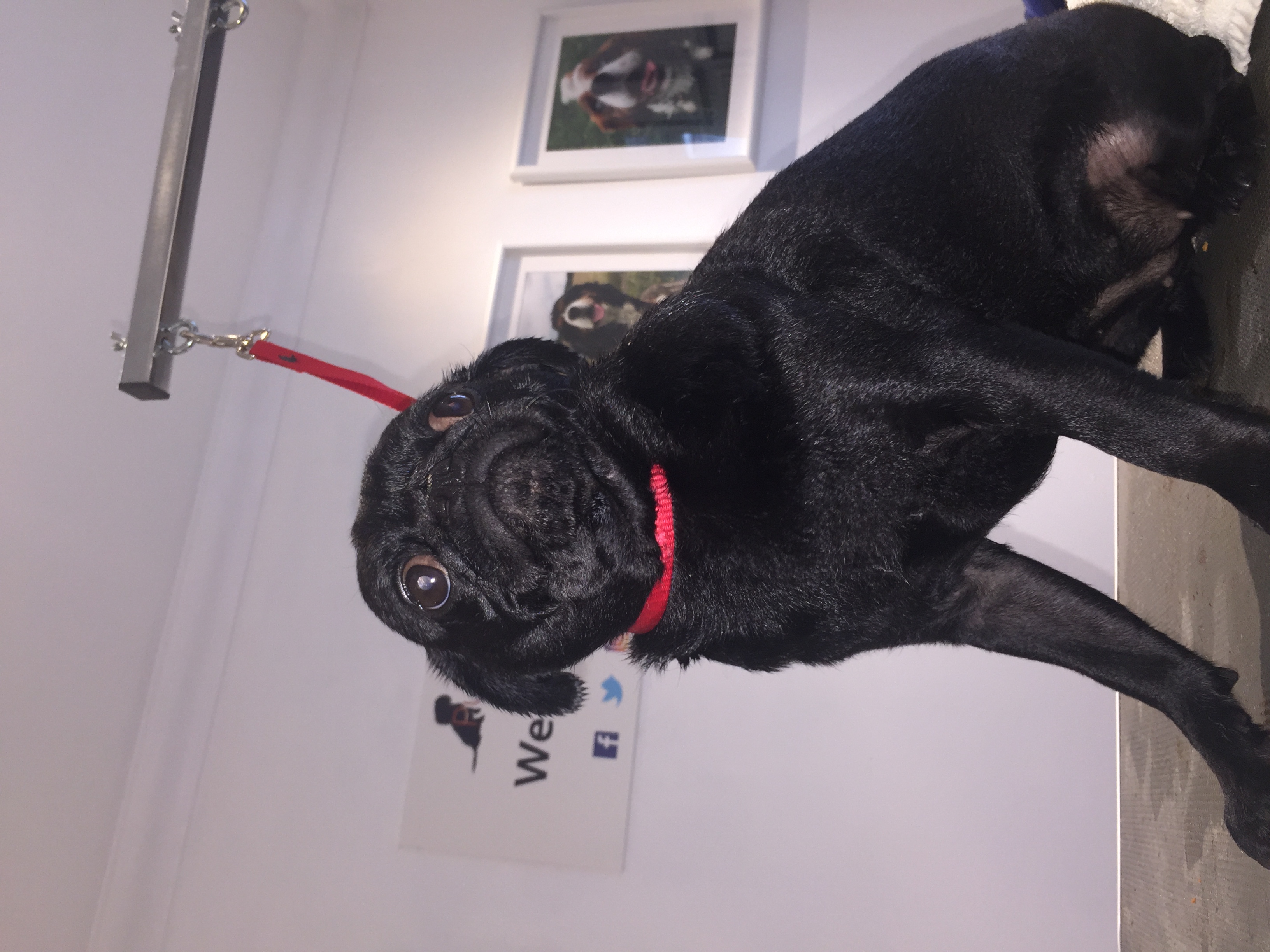 Holly the Pug