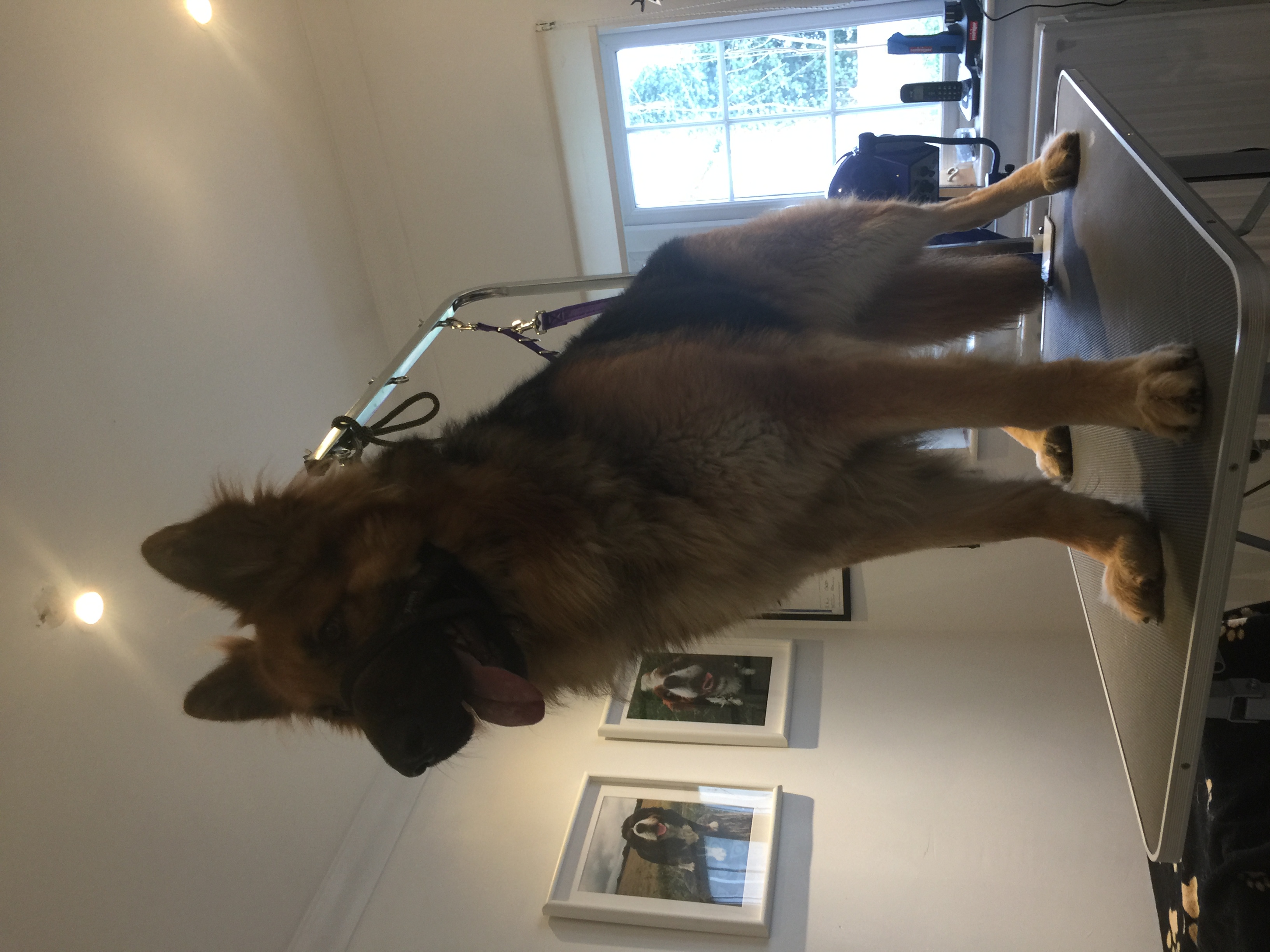 Sky, the big German Sheppard
