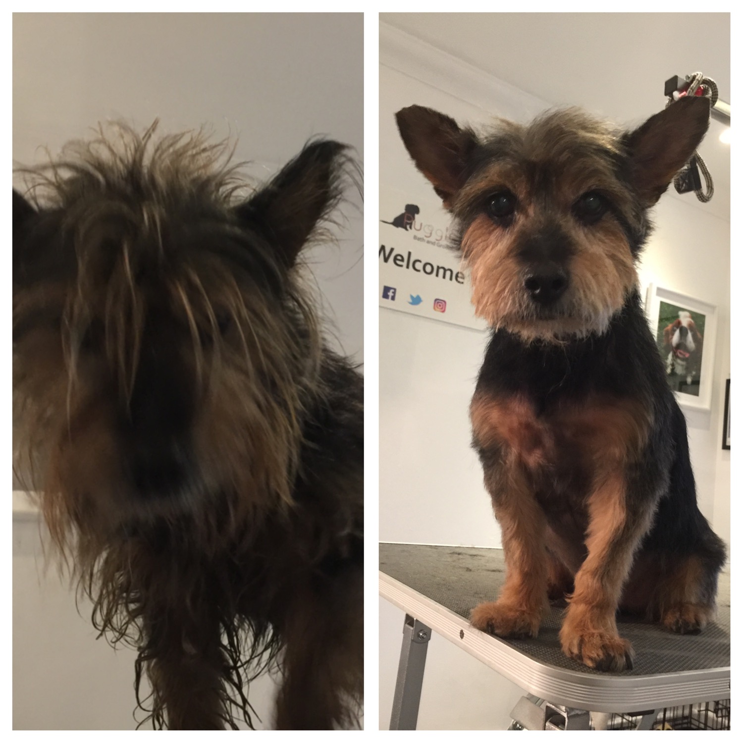 Paddy the new customer