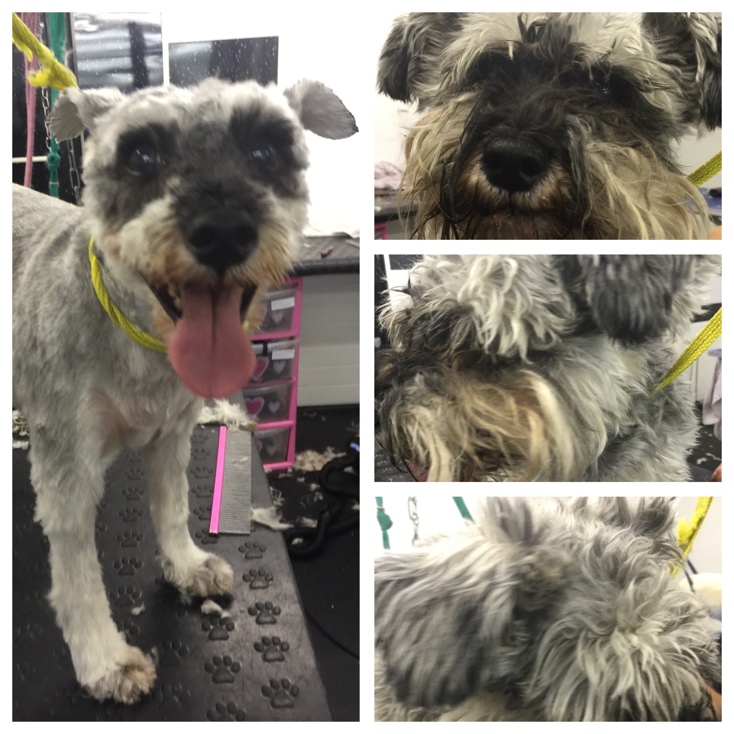 Fred the mini Schnauzer