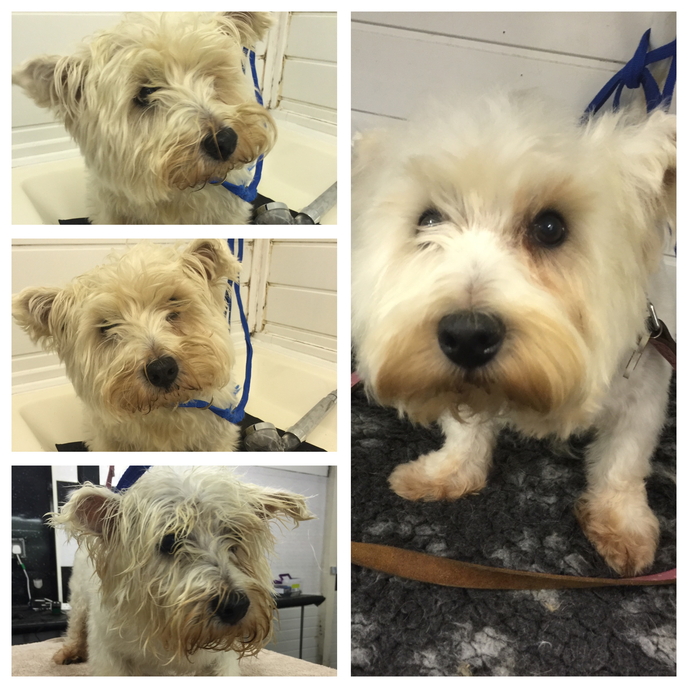Buddy the Westies