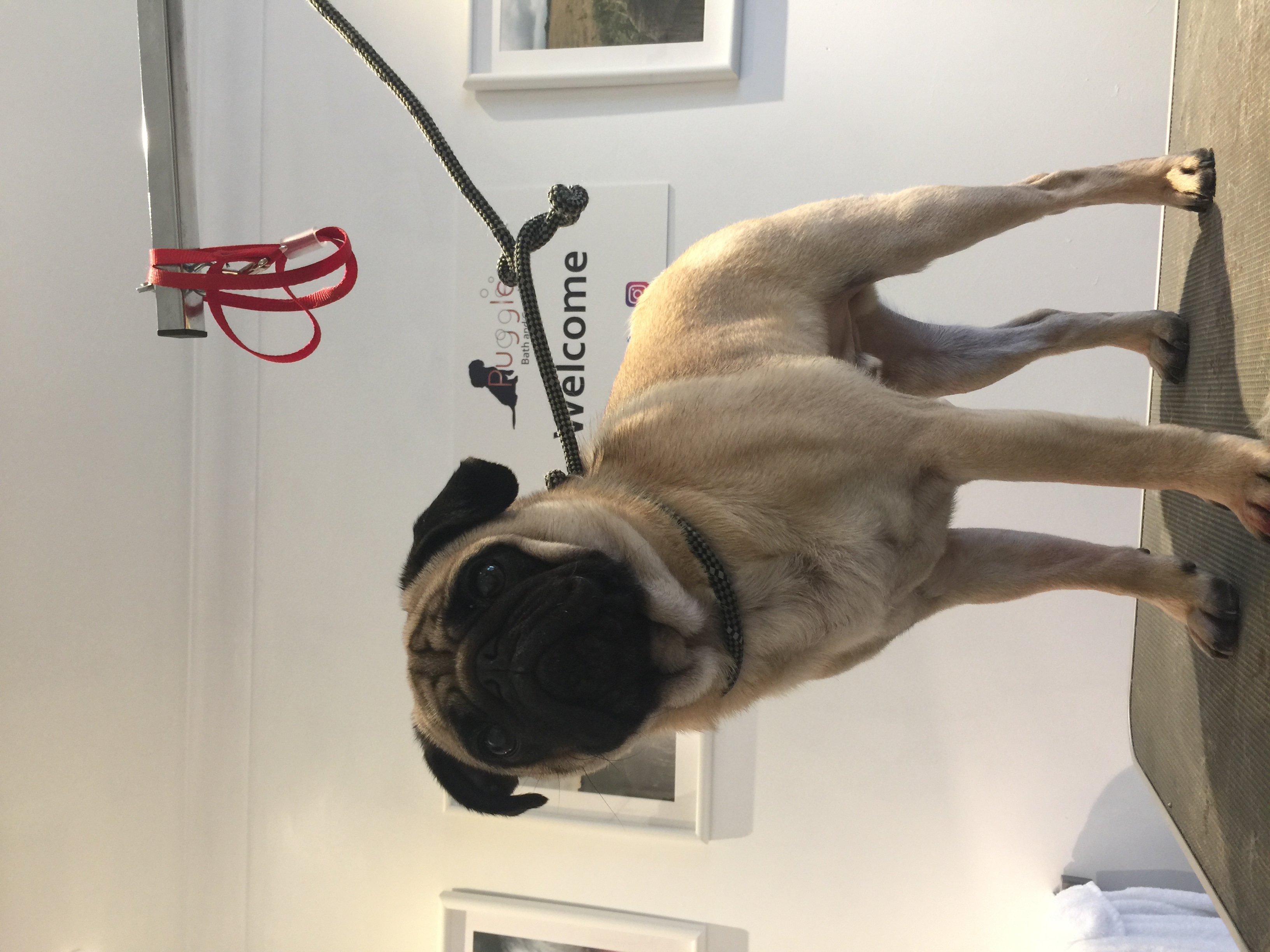I am Mali and I am a Pug