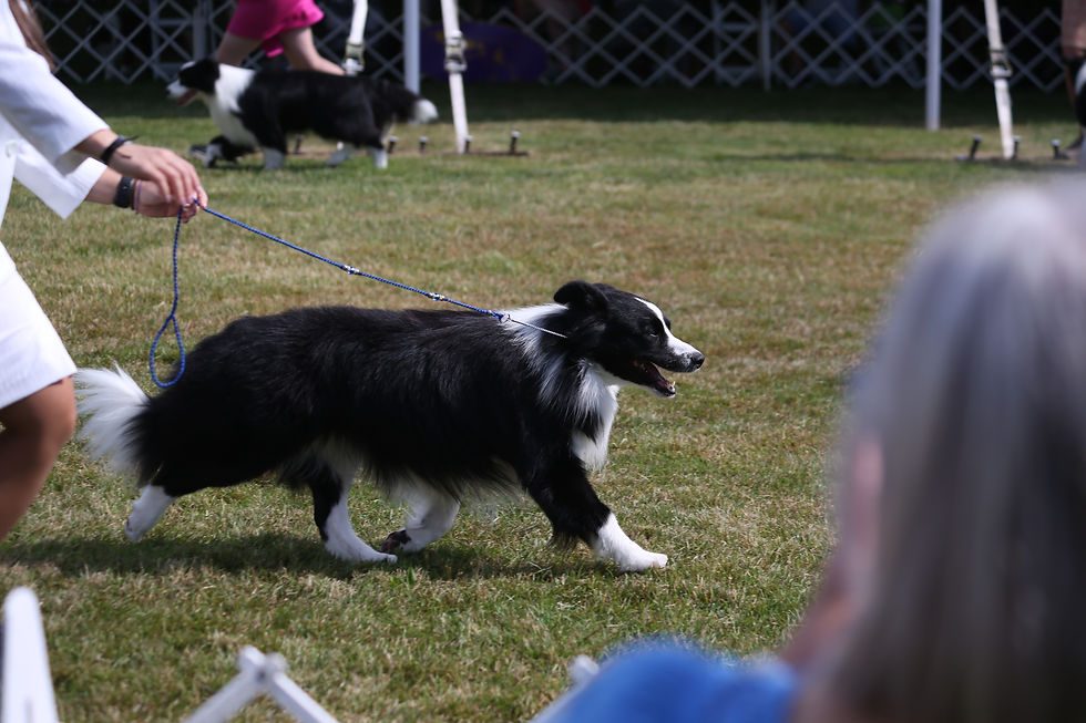 BORDER_COLLIE_WKC_NY_BA5Q4717.JPG