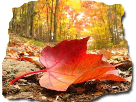 A few thoughts about being thankful