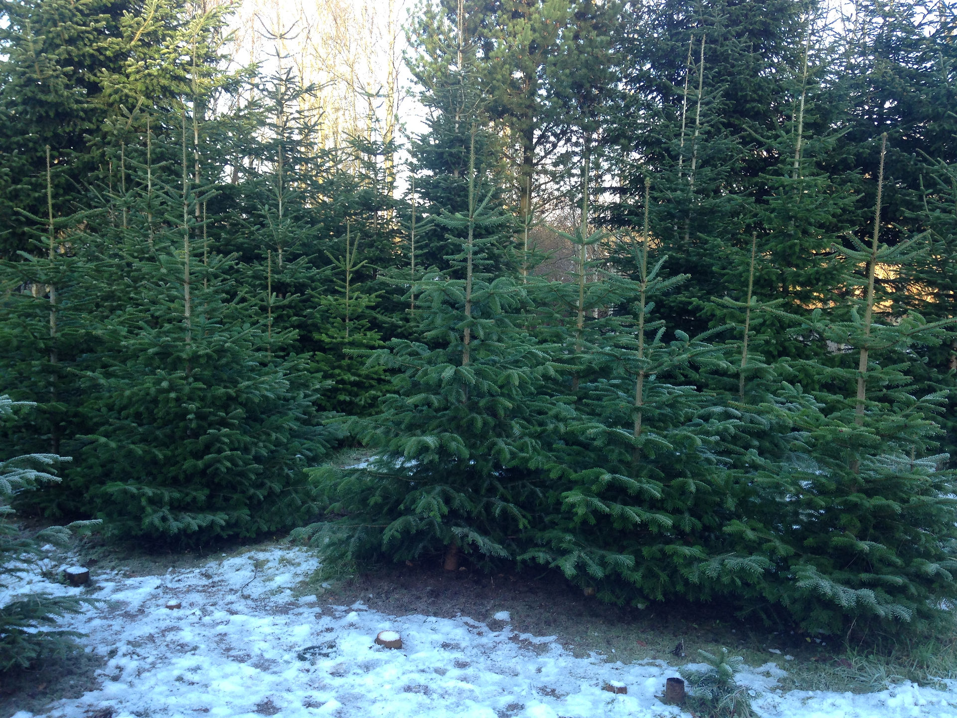 The Tree Hunt Begins