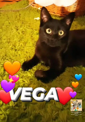 vega.jpeg