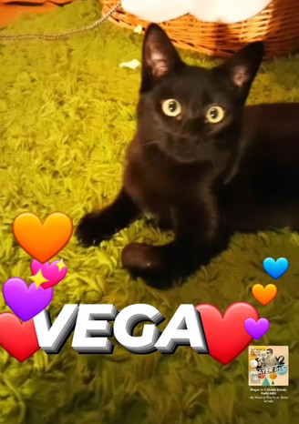 vega.jpeg