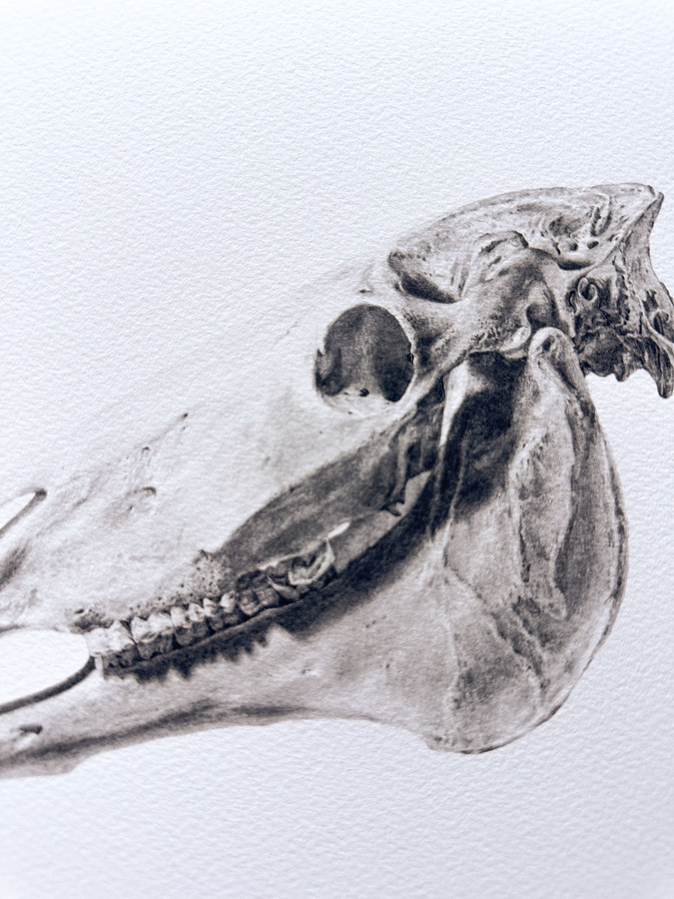 Thumbnail: Equus caballus - horse skull fine art print