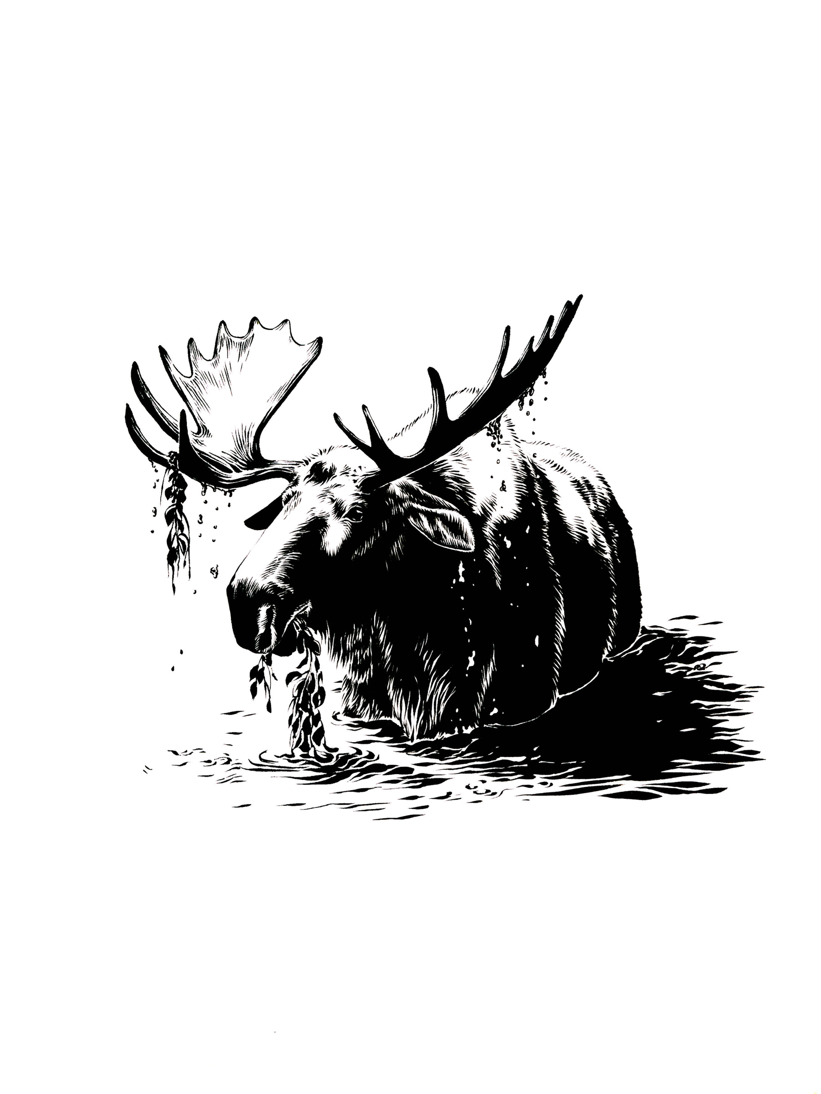 Boreal Forest: Moose fine art print