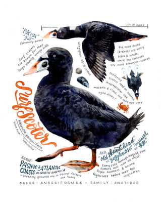 surf scoter painting with words and facts written around the ducks