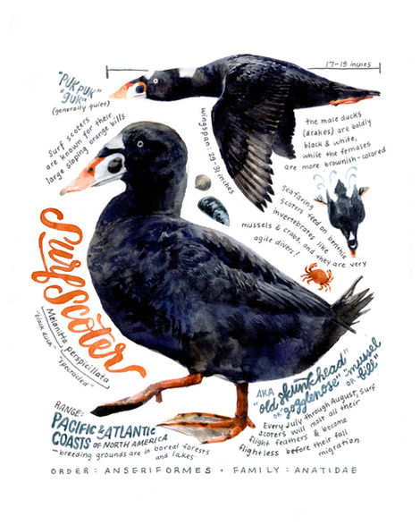 watercolor science illustration of a surf scoter with labels for use in conservation education and environmental education