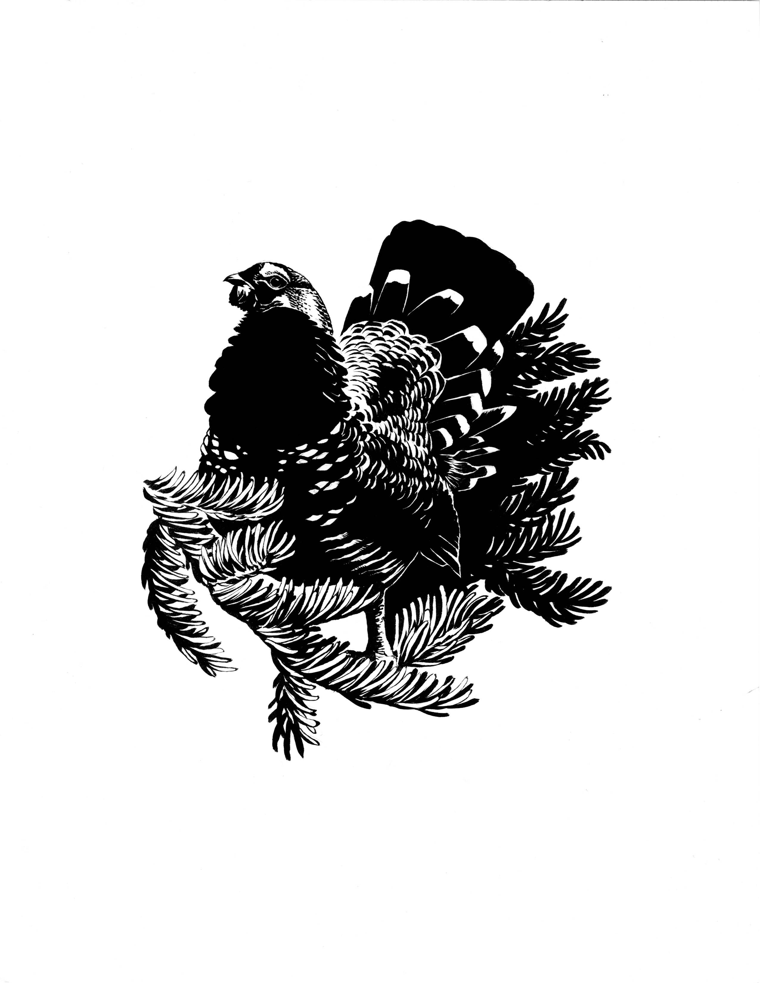 Boreal Forest: Spruce Grouse fine art print